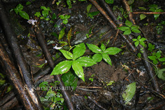 Peristylus aristatus